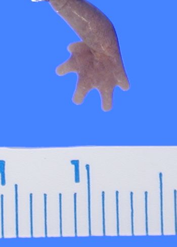 Media type: image; Herpetology A-25764